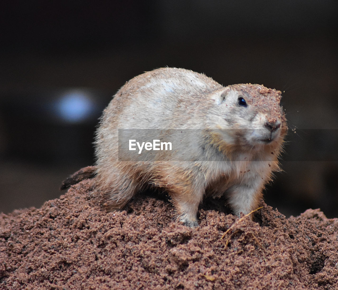 Close-up of an animal on land