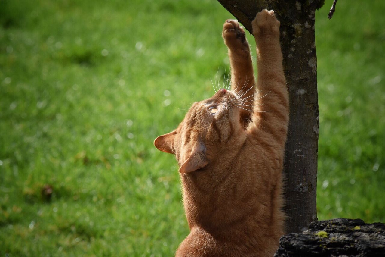 Close-up of cat on grass