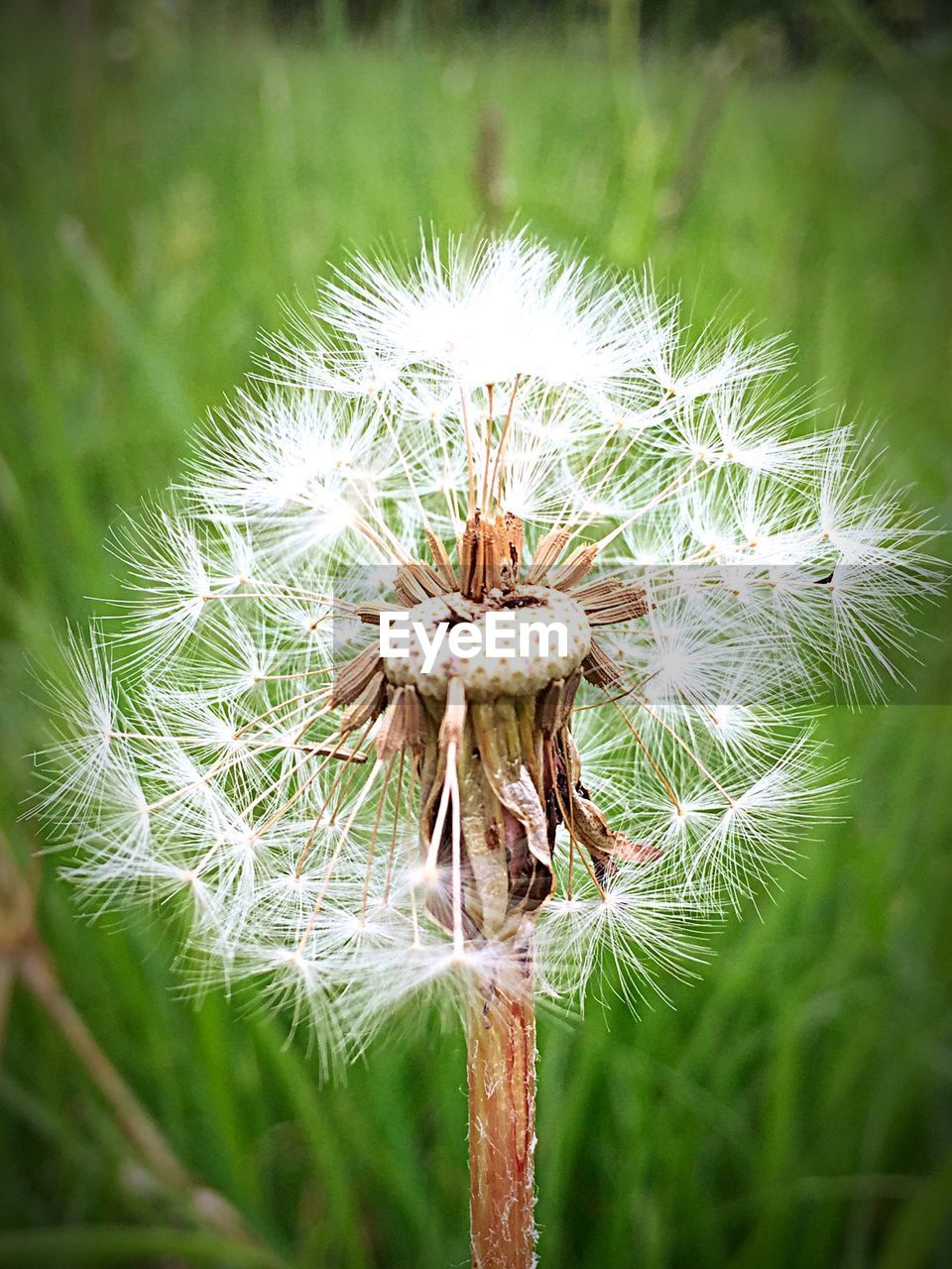 CLOSE-UP OF DANDELION FLOWER