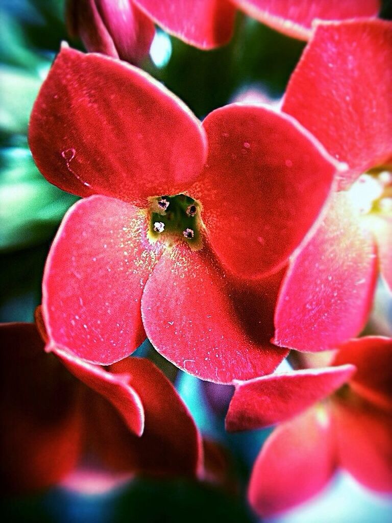 CLOSE-UP OF PINK FLOWERS