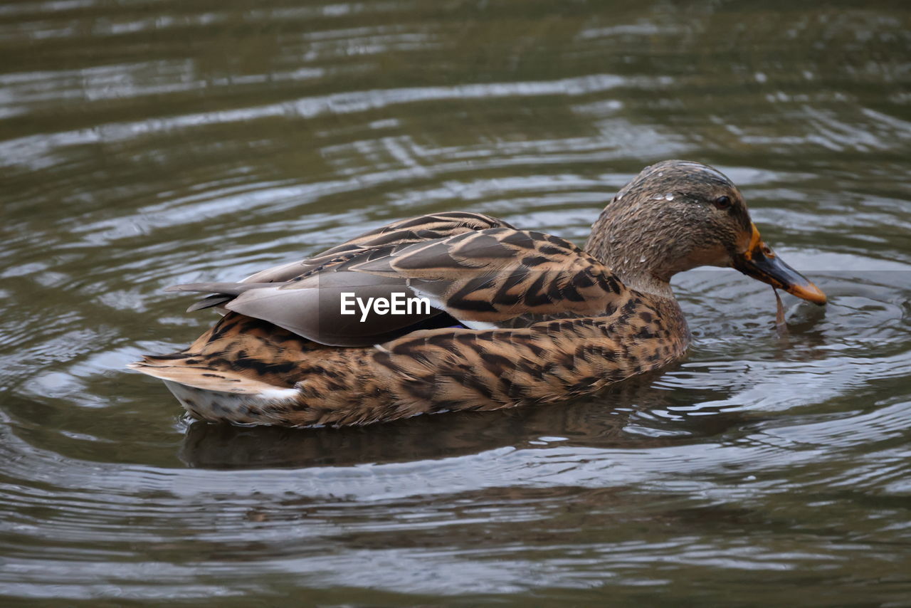 MALLARD DUCK