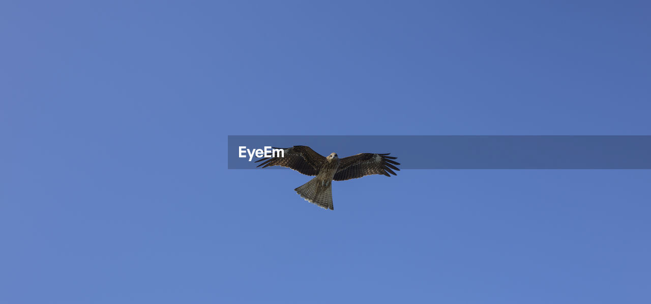 LOW ANGLE VIEW OF BIRD FLYING AGAINST BLUE SKY