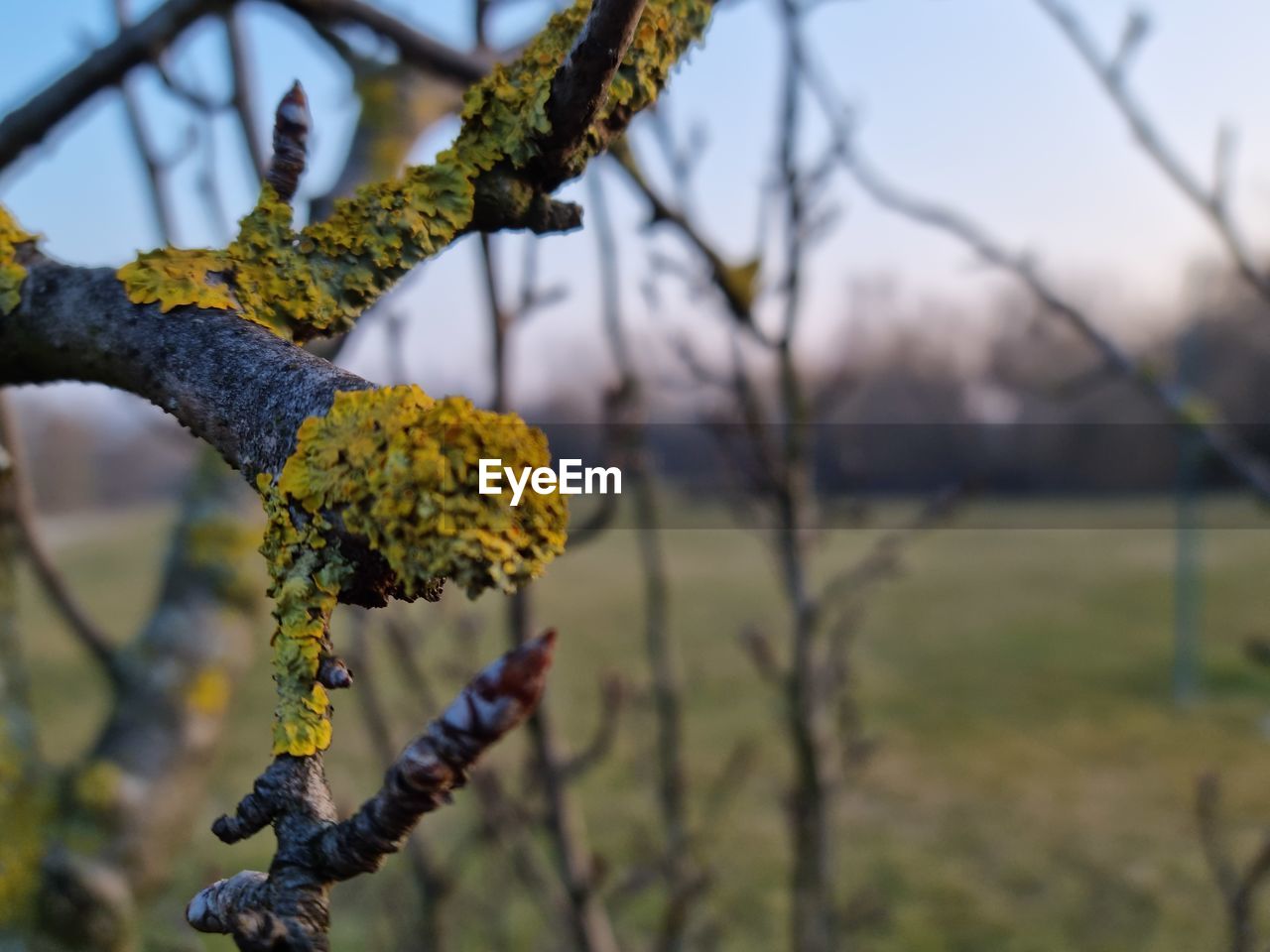 plant, tree, nature, flower, branch, focus on foreground, leaf, no people, autumn, spring, yellow, day, beauty in nature, outdoors, growth, blossom, sky, food, landscape, food and drink, close-up, environment, fruit, tranquility, green, bare tree, land