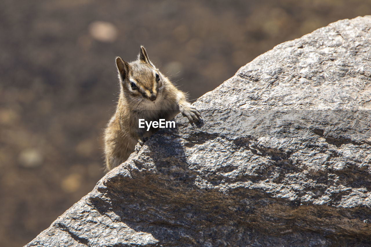 Chipmunk climbing on a rock