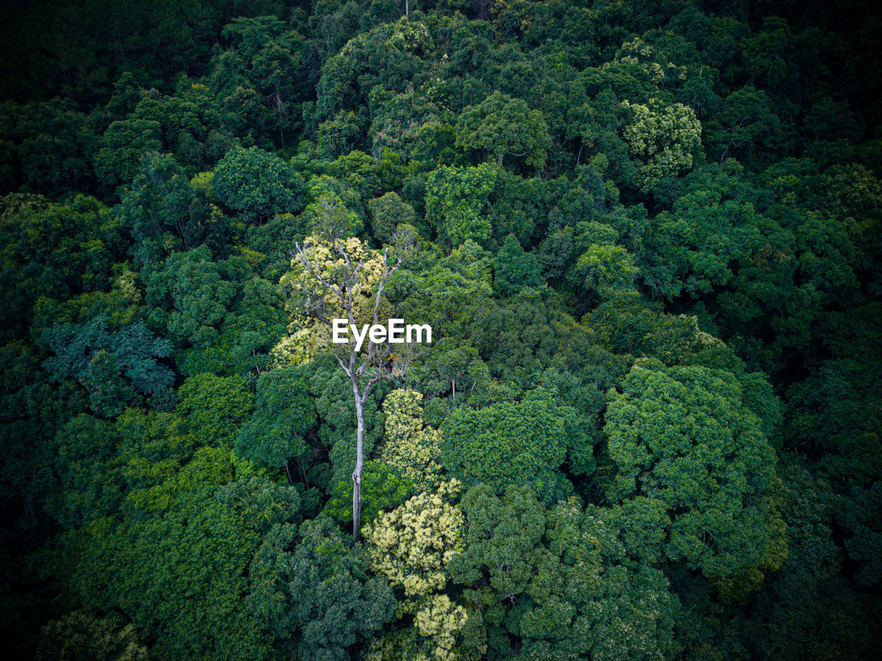 High angle view of trees in forest