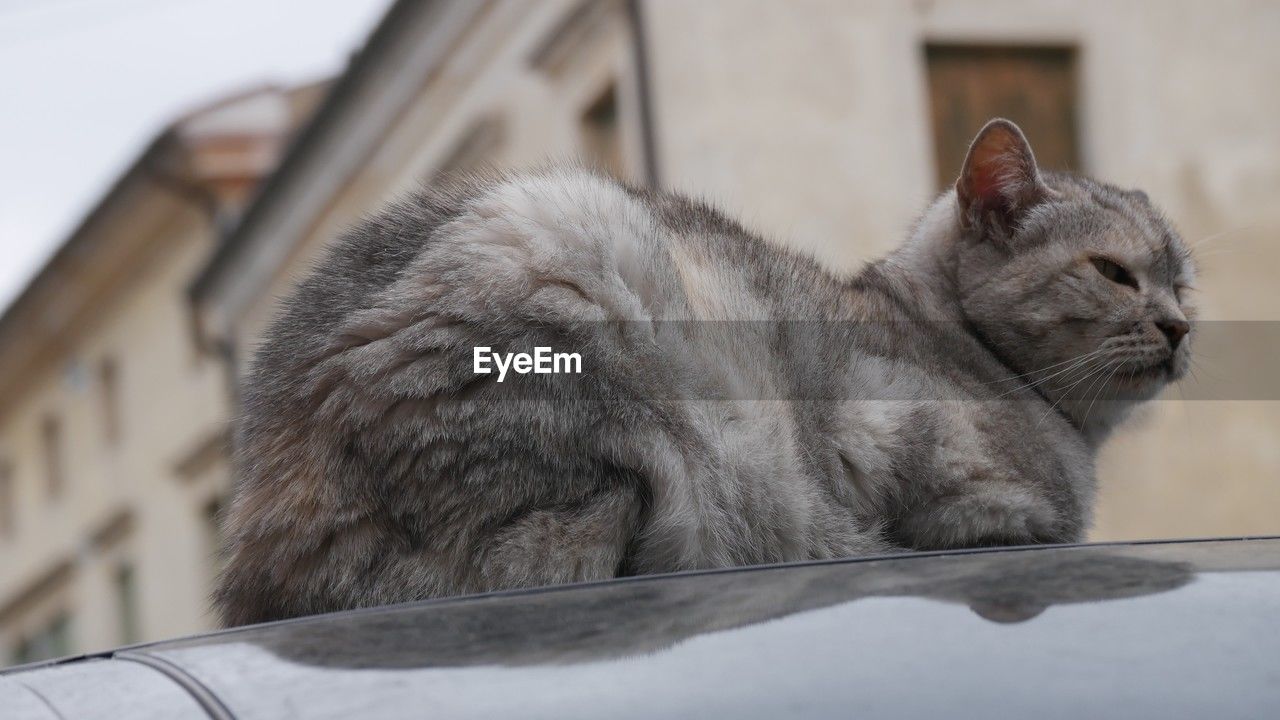 pet, animal, animal themes, cat, mammal, one animal, domestic animals, whiskers, feline, domestic cat, small to medium-sized cats, felidae, architecture, no people, relaxation, built structure, carnivore, building exterior, day, window, focus on foreground, gray, close-up, car, animal body part, motor vehicle