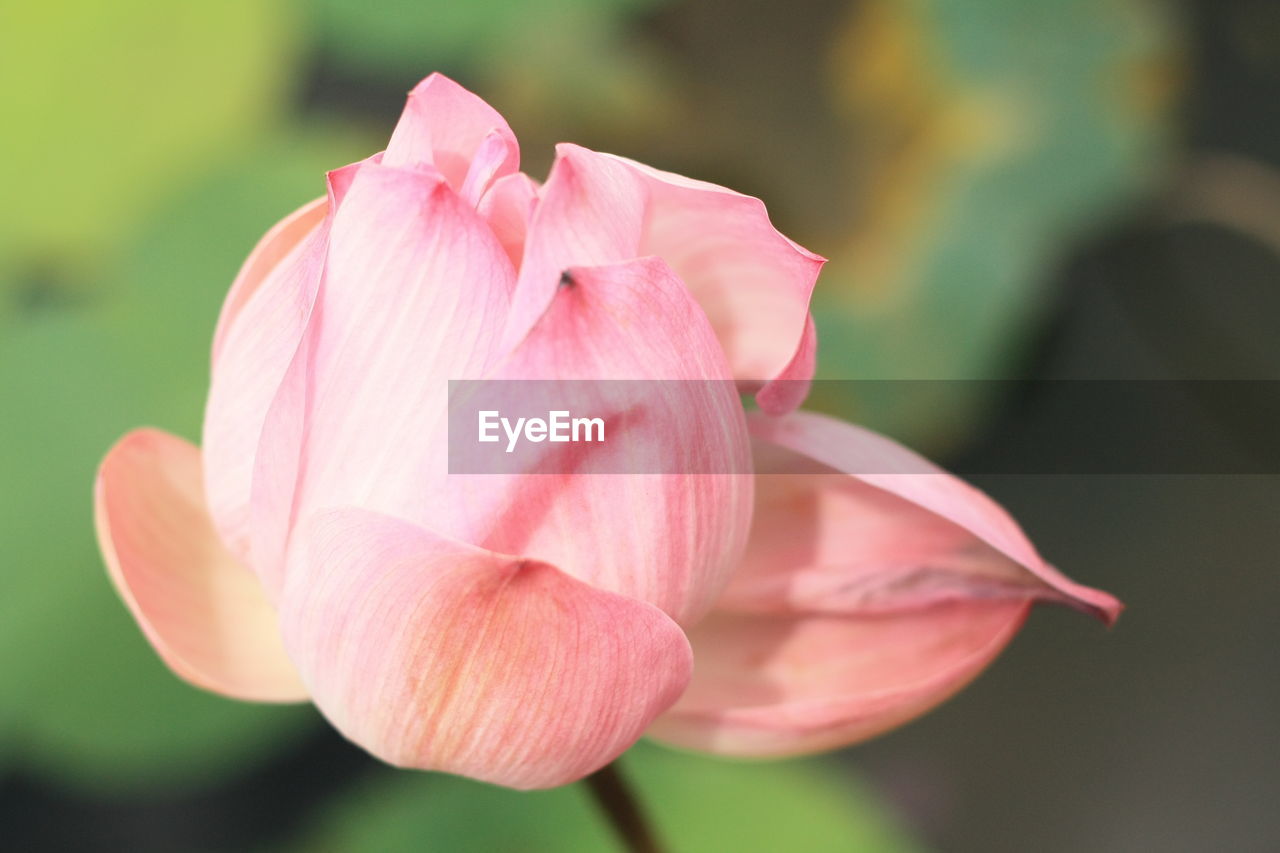 Close-up of lotus water lily