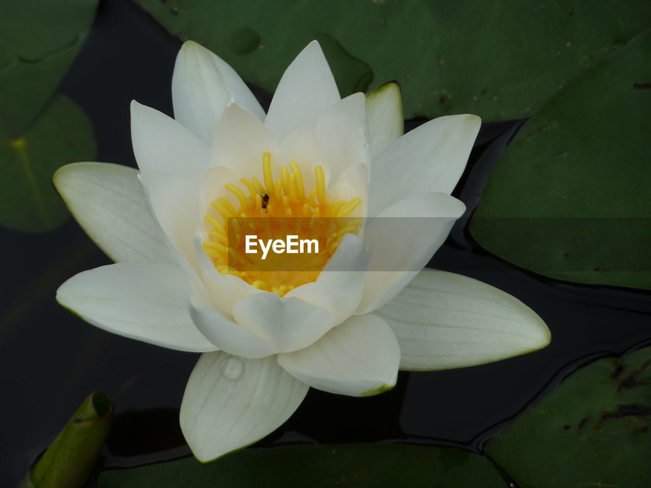 CLOSE-UP OF WATER LILY BLOOMING OUTDOORS