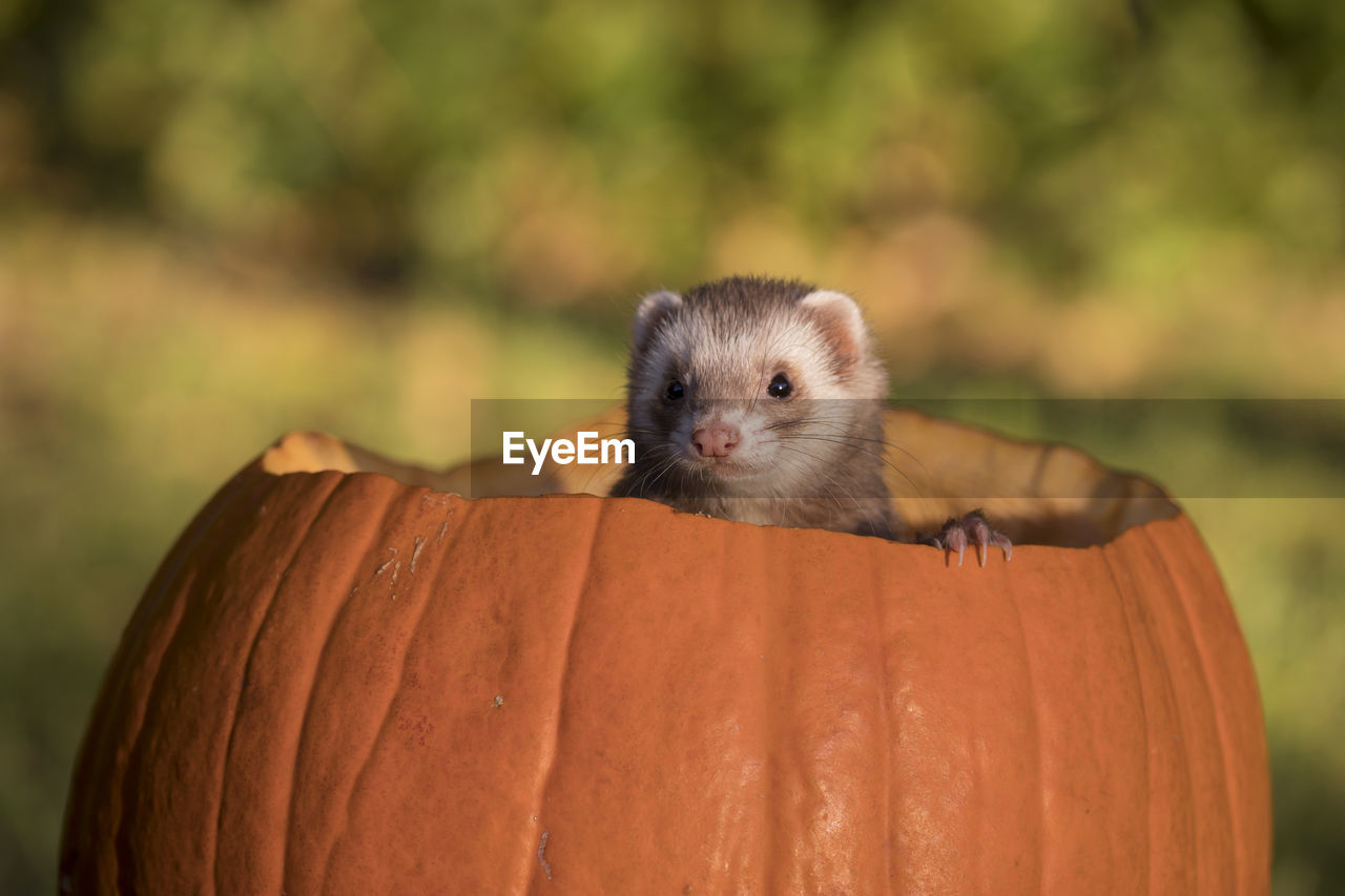Close-up of ferret in pumpkin
