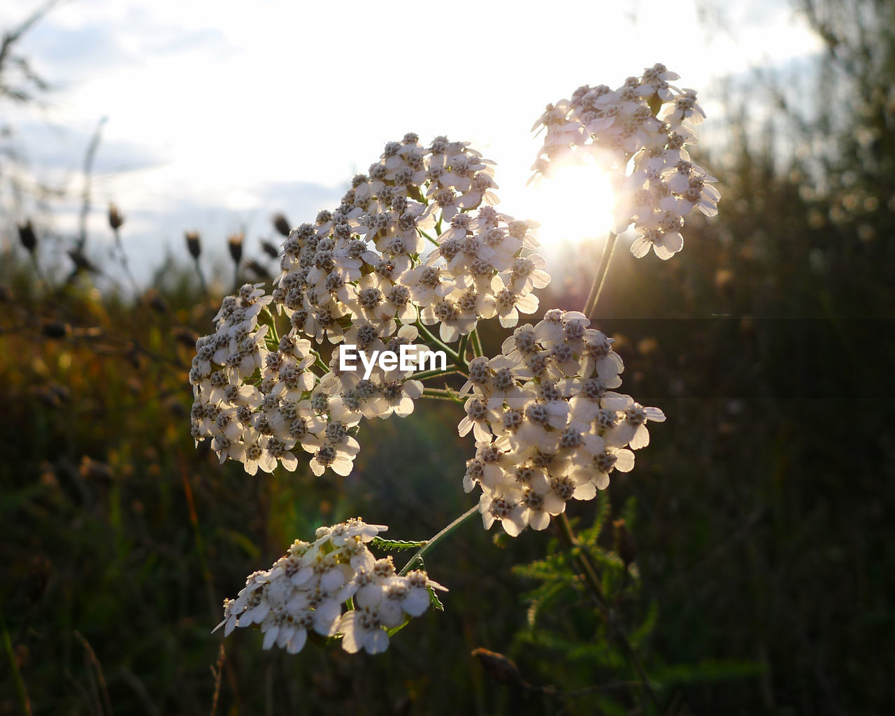 CLOSE-UP OF FLOWERS AGAINST THE SKY