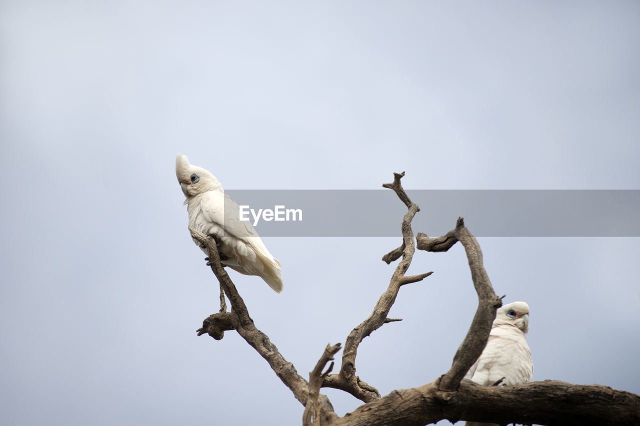 Low angle view of sulphur crested cockatoos perching on tree against clear sky