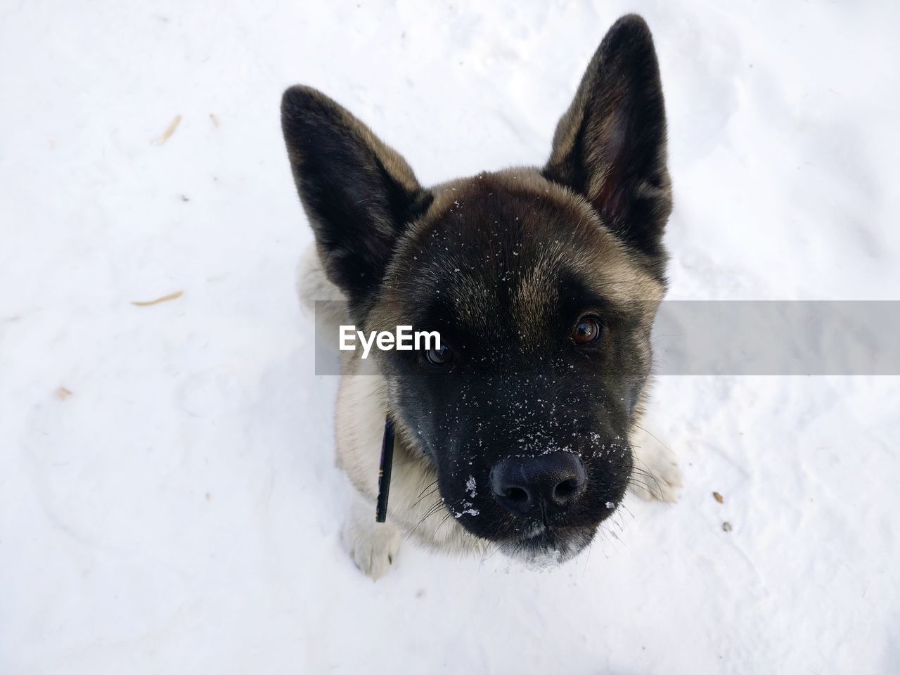 PORTRAIT OF BLACK DOG IN SNOW