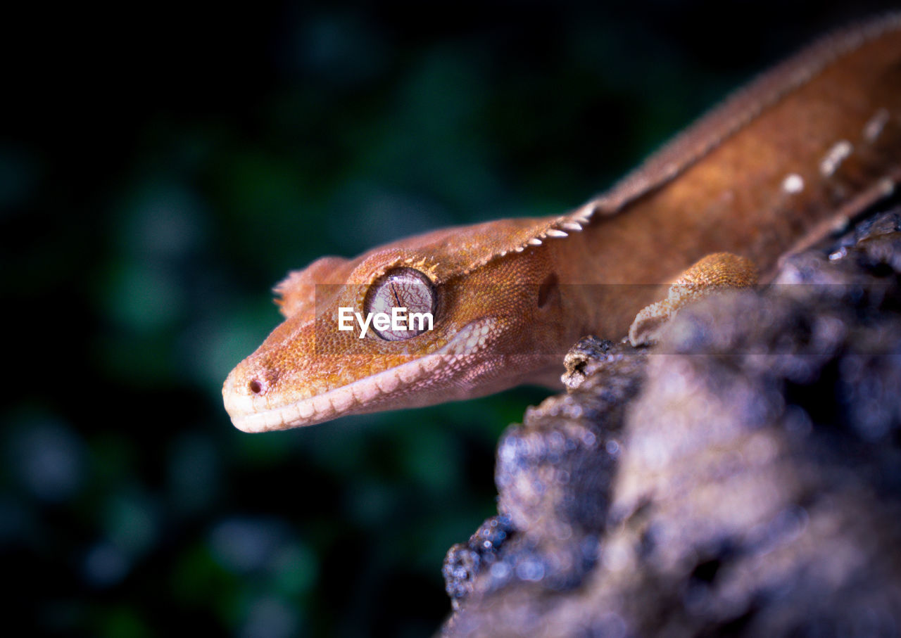 animal themes, animal, one animal, animal wildlife, reptile, wildlife, close-up, macro photography, lizard, animal body part, no people, nature, gecko, side view, eye, portrait, rainforest, outdoors, animal head, tree, forest, environment, animal eye
