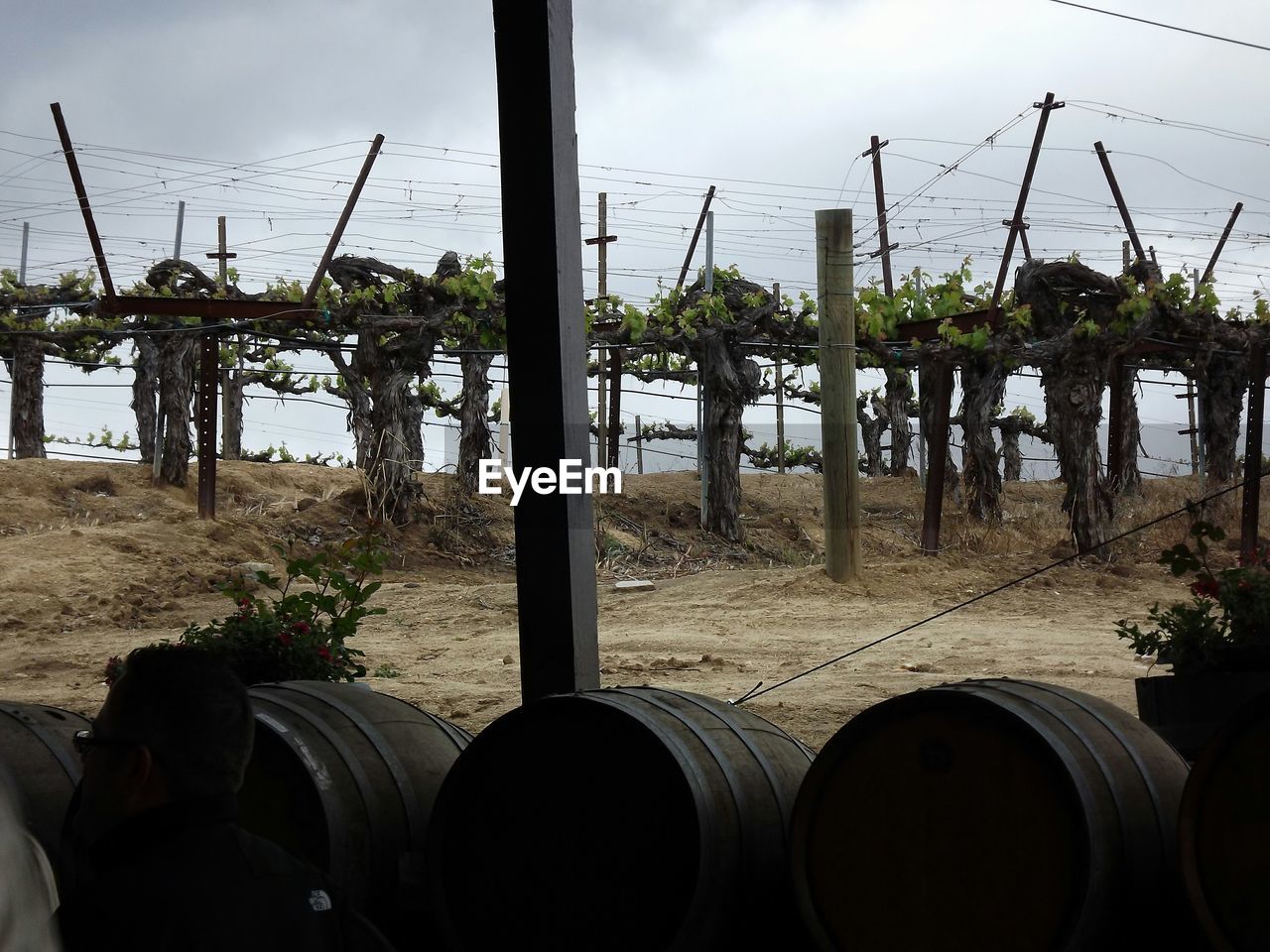 Wine cellars by vineyard against sky