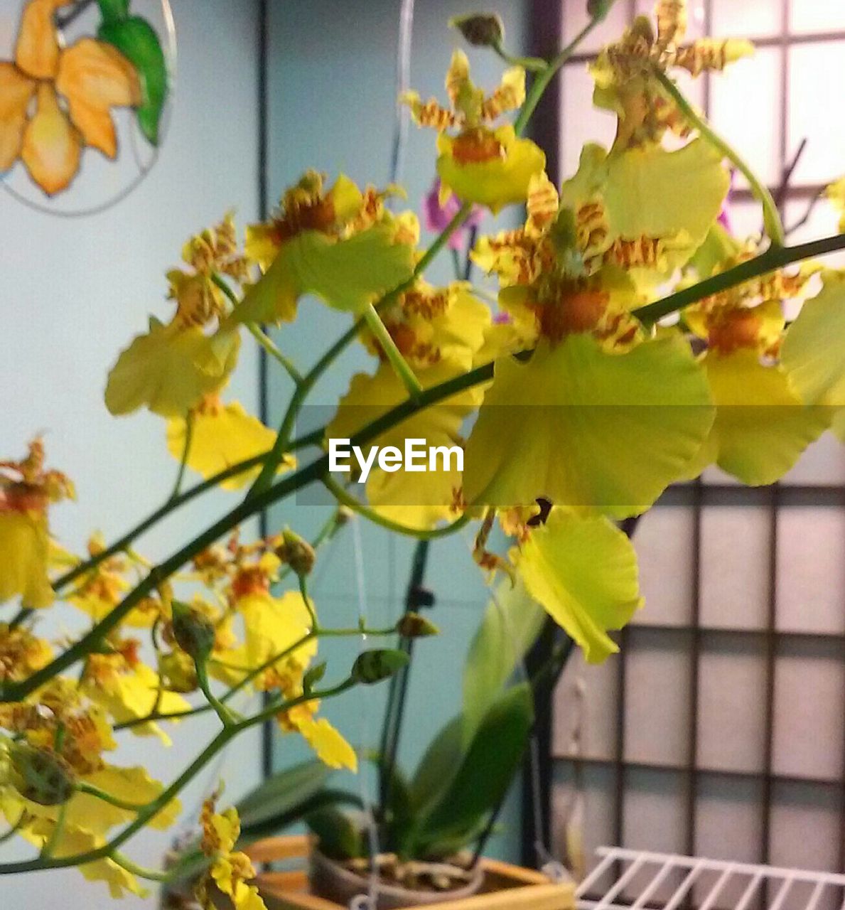 LOW ANGLE VIEW OF FLOWERS AND LEAVES