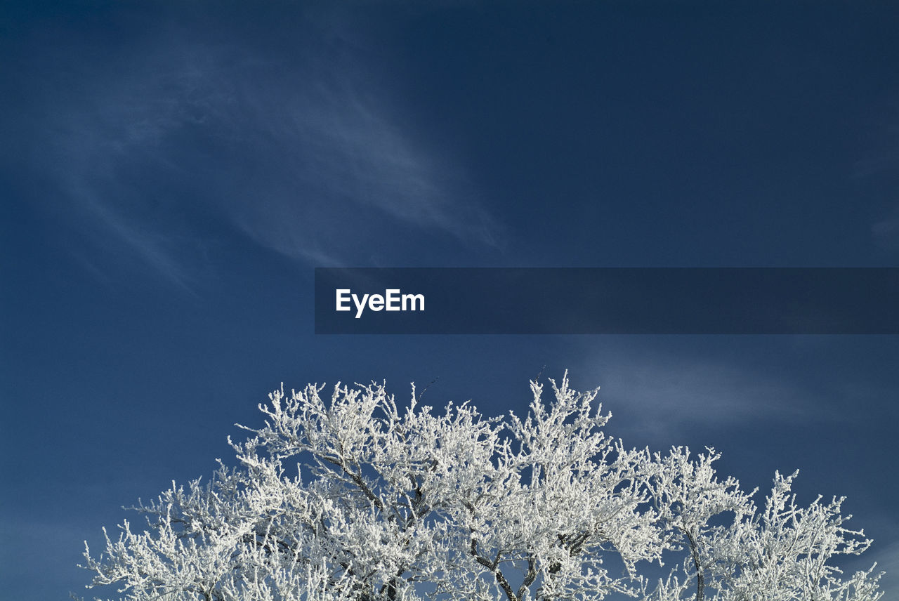 Low angle view of flower tree against blue sky