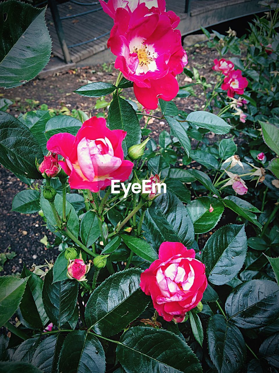 CLOSE-UP OF PINK ROSE FLOWER