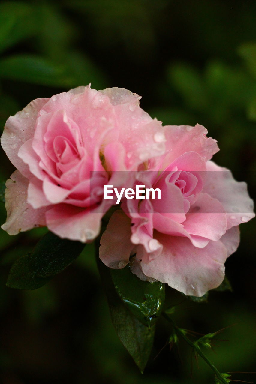 Close-up of pink rose flower