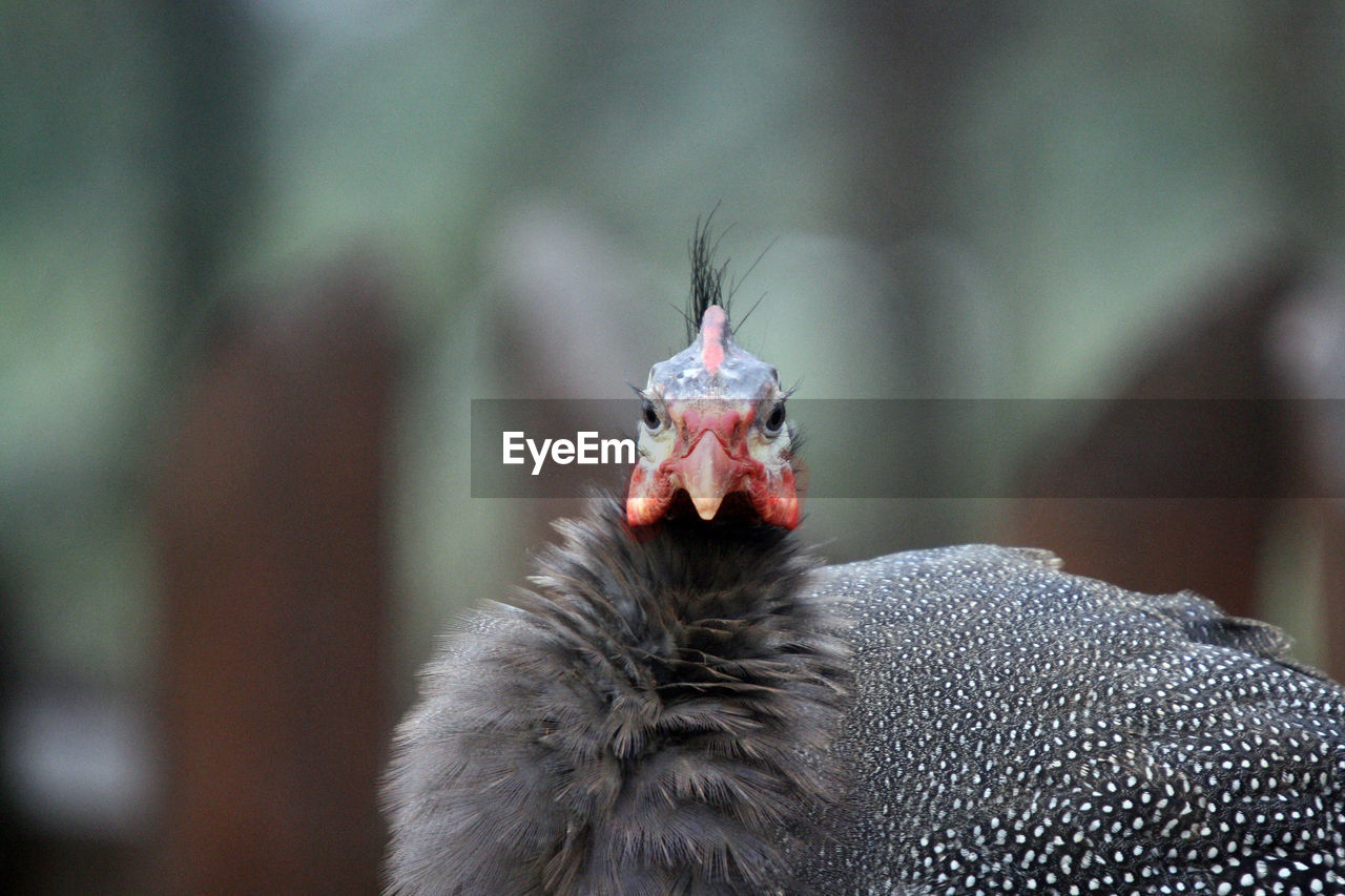 A helmeted guineafowl - numida meleagris