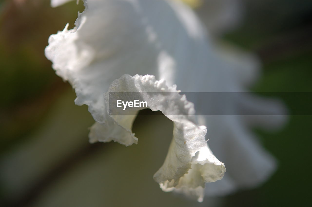 CLOSE-UP OF WHITE FLOWER AGAINST WATER