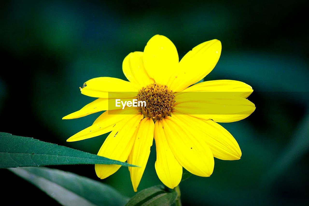 Close-up of yellow flower