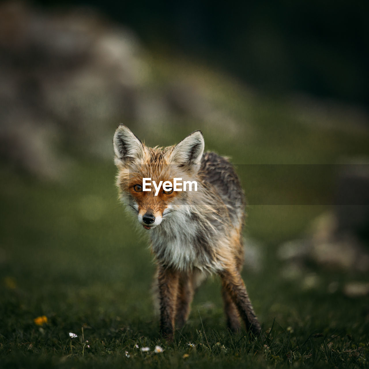 Portrait of a fox in the wild forest	