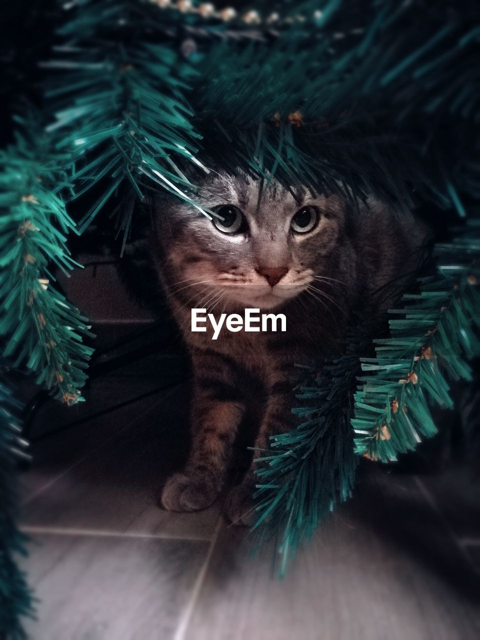 PORTRAIT OF CAT ON CHRISTMAS