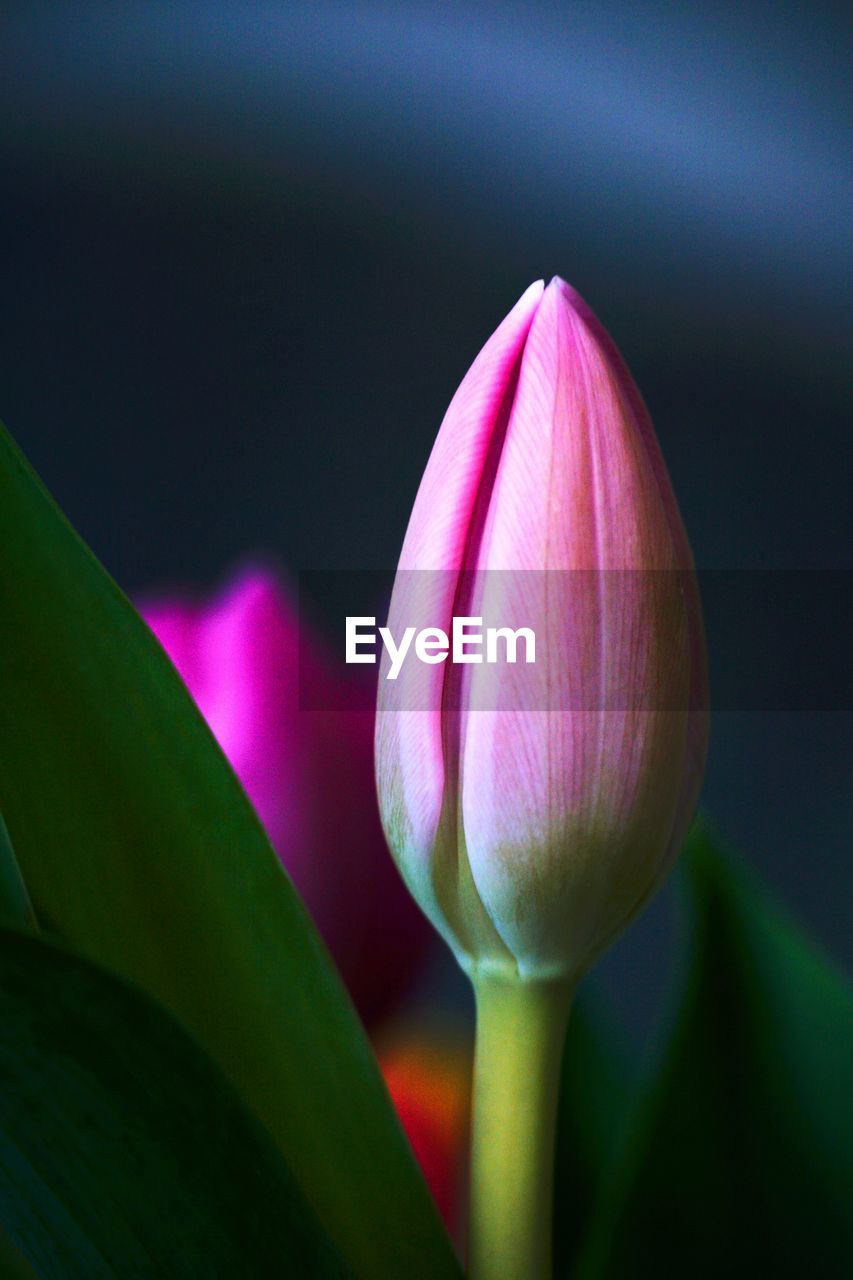 Close-up of pink tulip bud