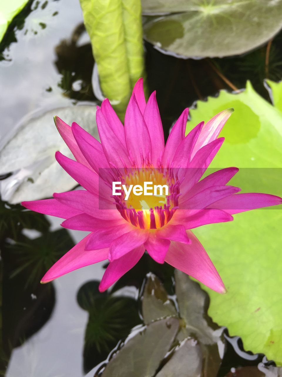 CLOSE-UP OF PINK LOTUS WATER LILY IN POND