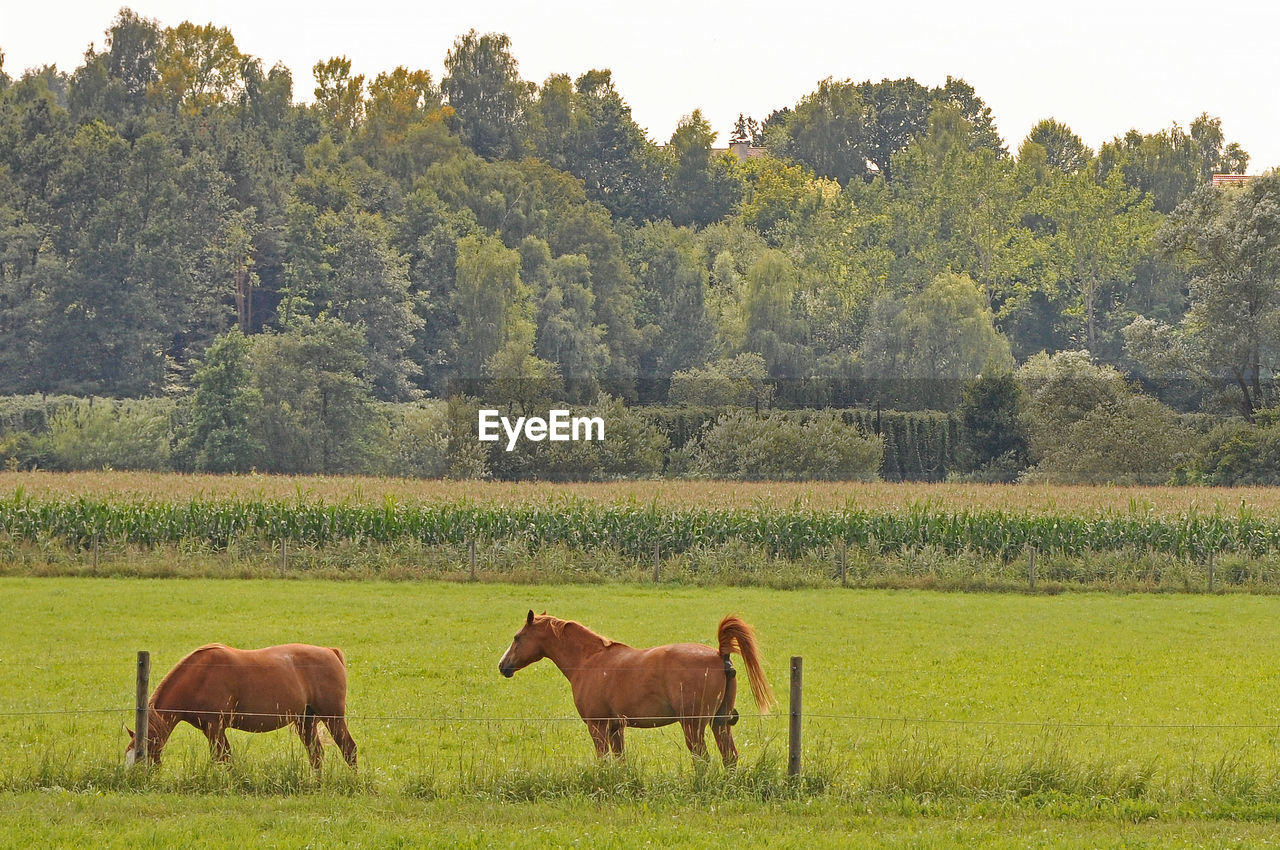 Brown horses on grassy field against trees