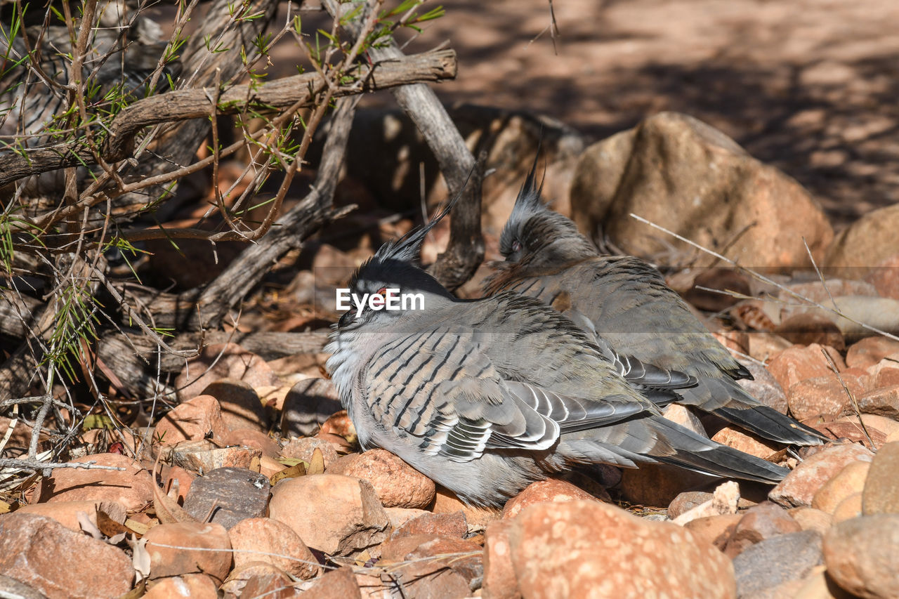 HIGH ANGLE VIEW OF BIRDS ON LAND