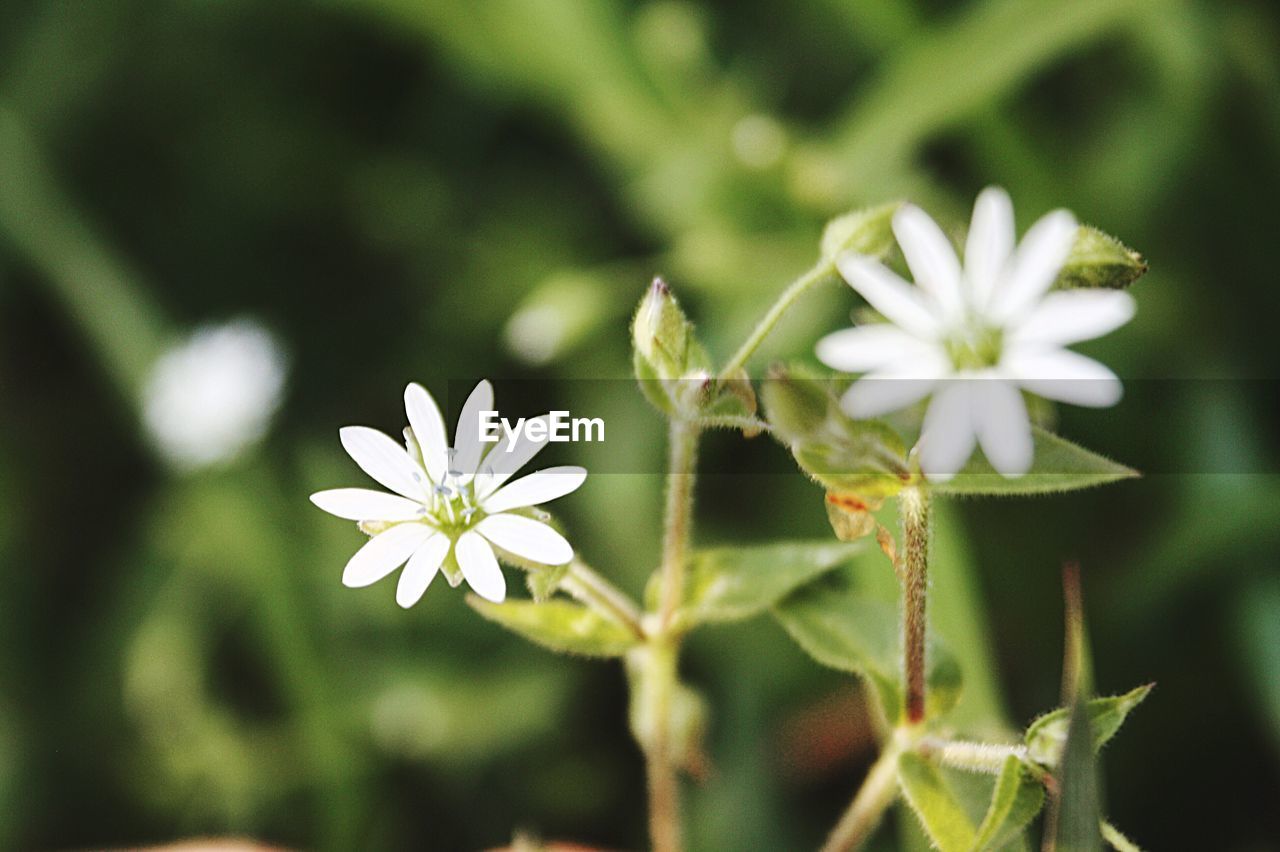CLOSE-UP OF WHITE FLOWERING PLANT WITH FLOWERS