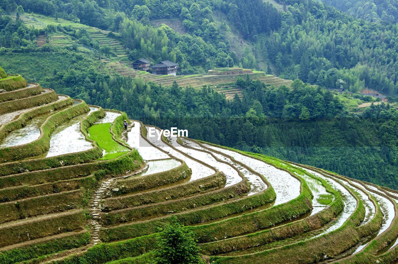 HIGH ANGLE VIEW OF RICE FIELD