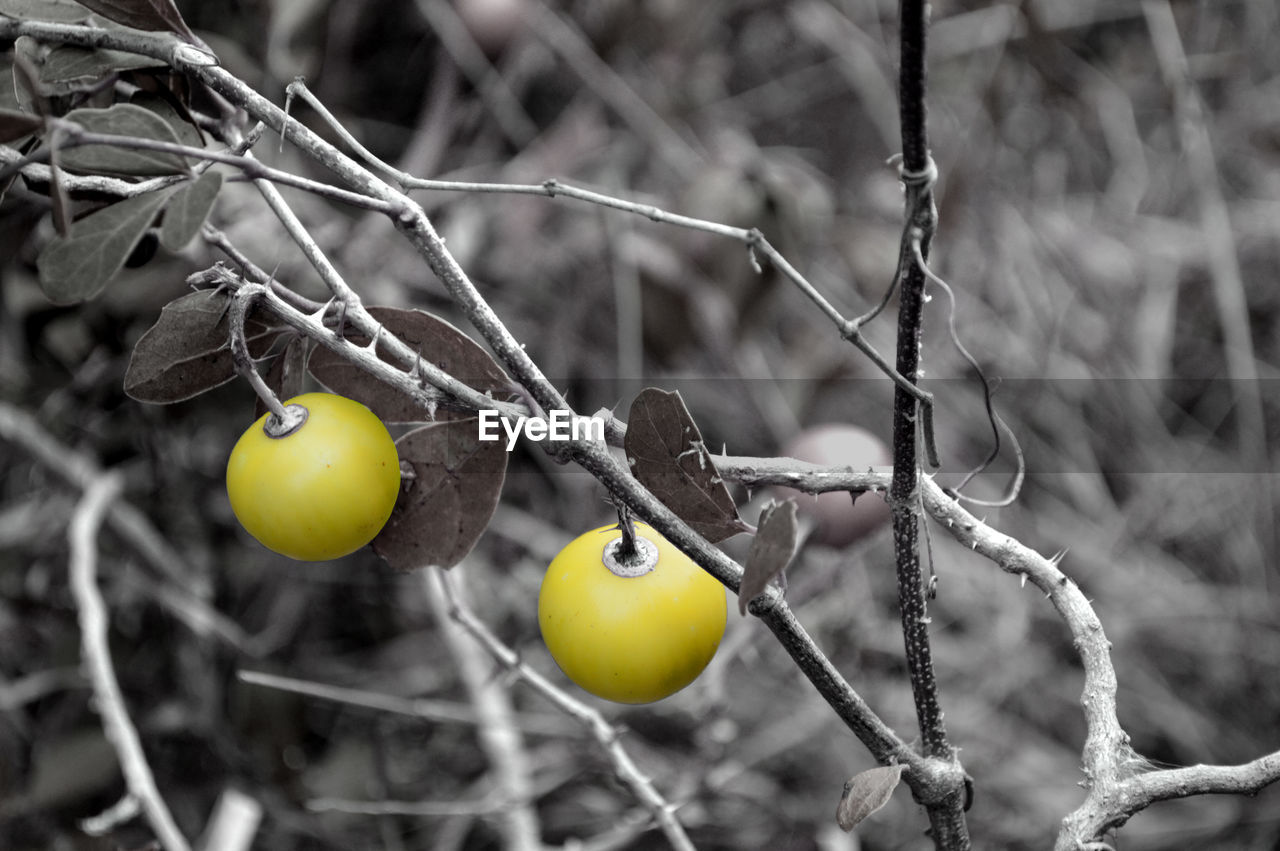 High angle view of yellow fruits growing on plant