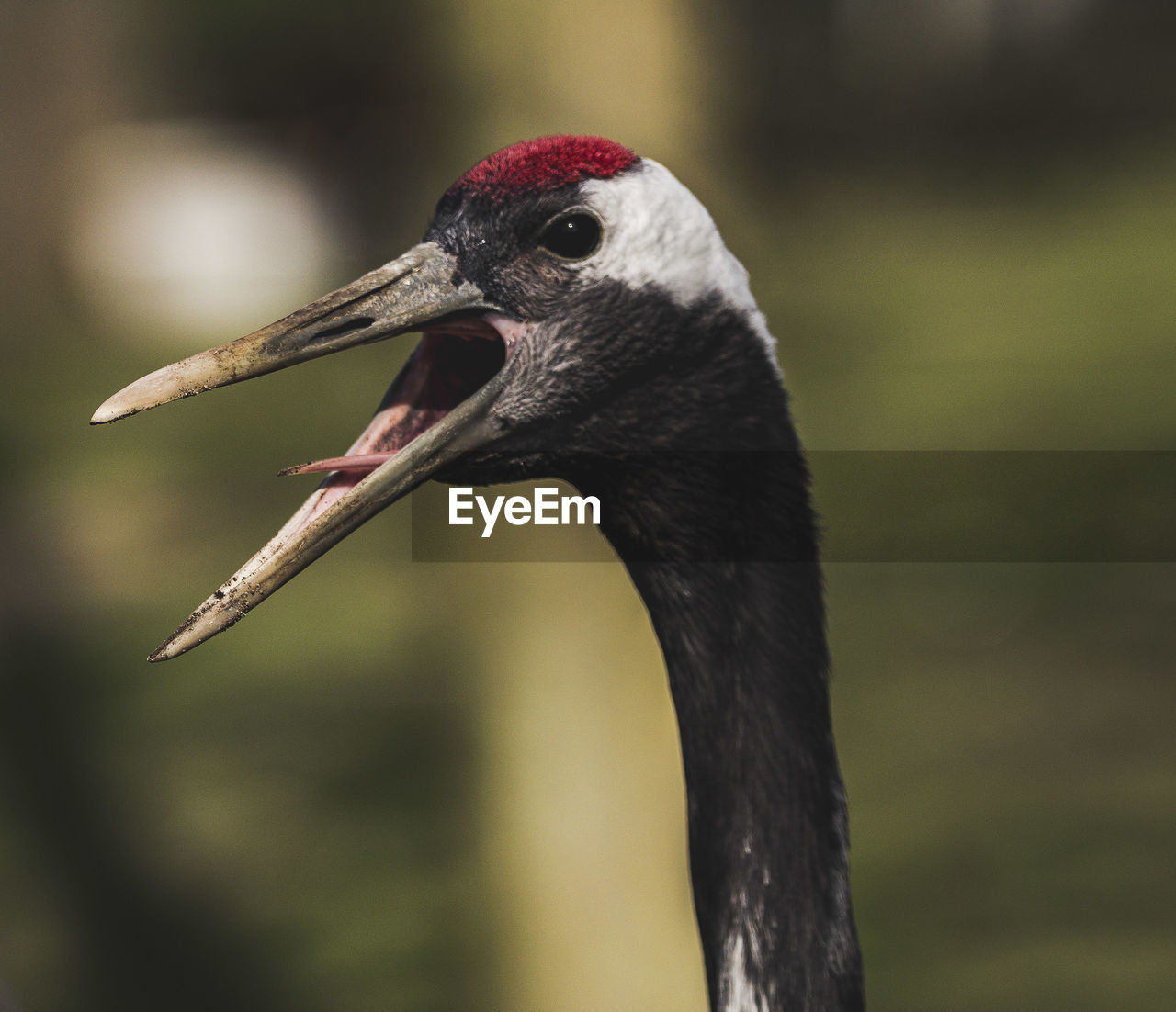 Close-up of screaming crane