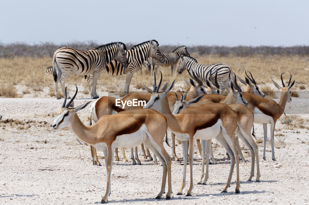 ZEBRAS ON FIELD AGAINST SKY