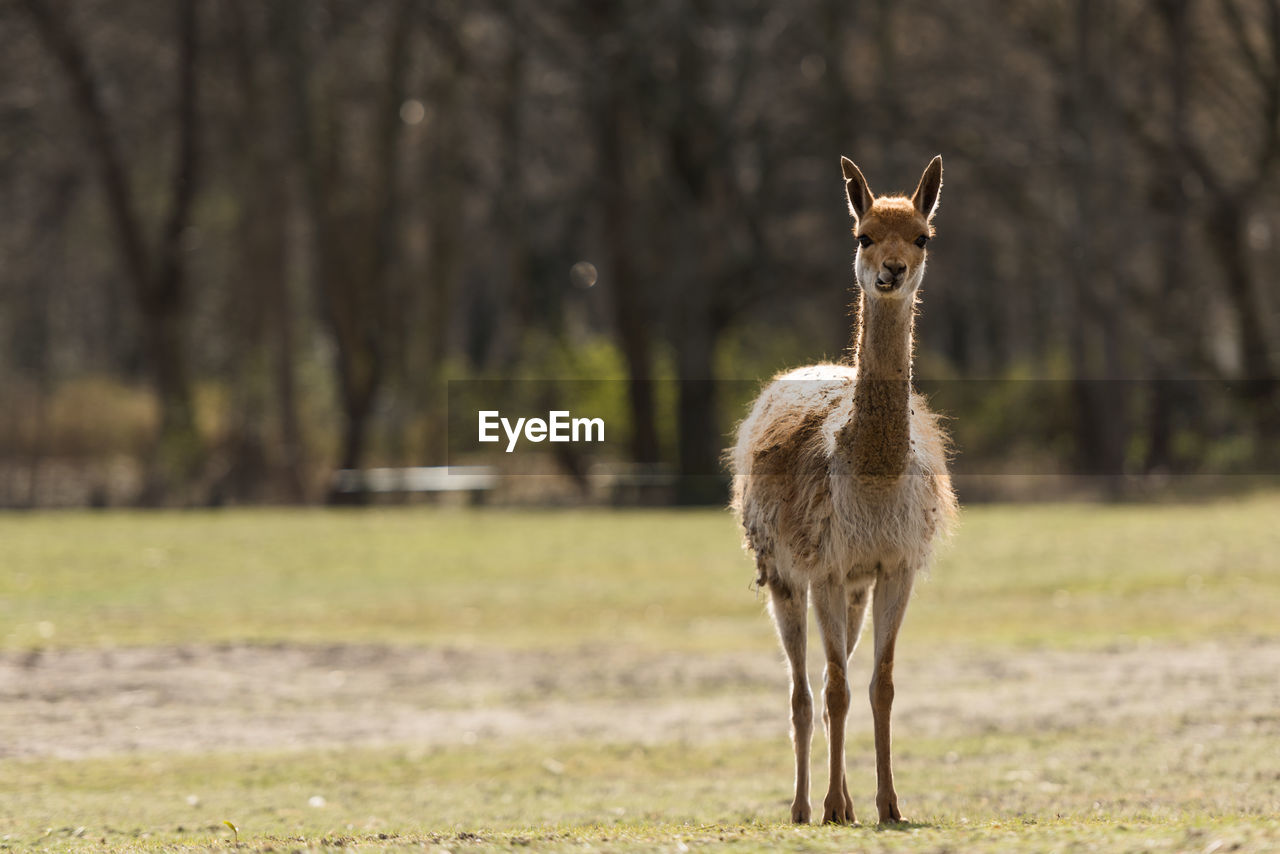 Llama standing on field