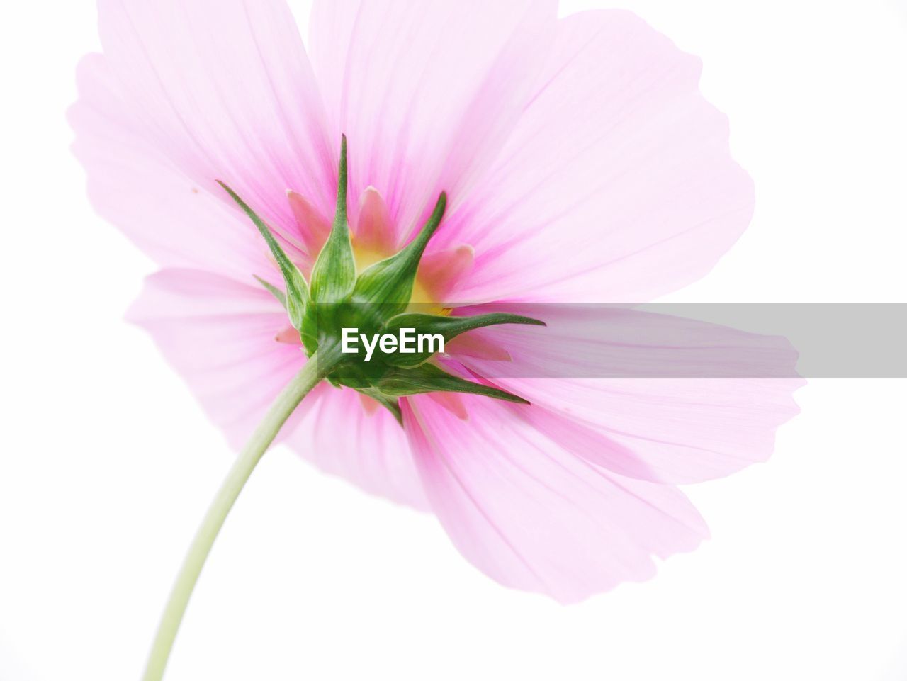 CLOSE-UP OF PINK COSMOS FLOWER