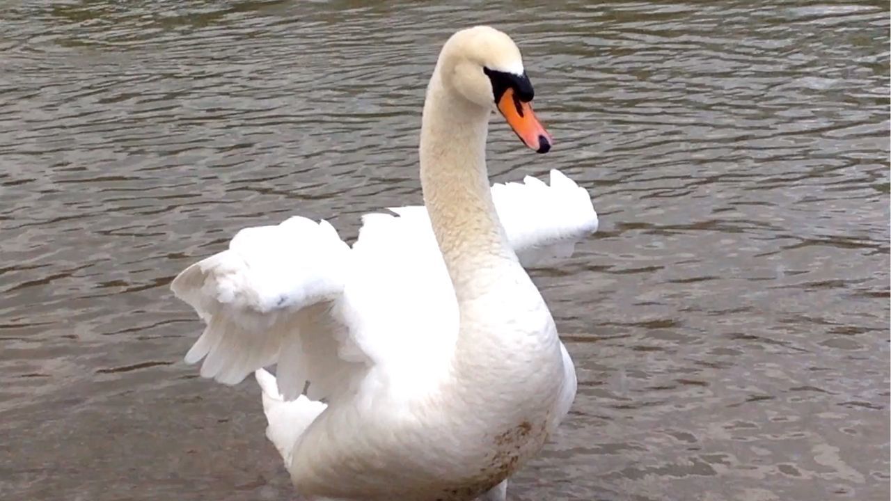 WHITE SWAN IN WATER