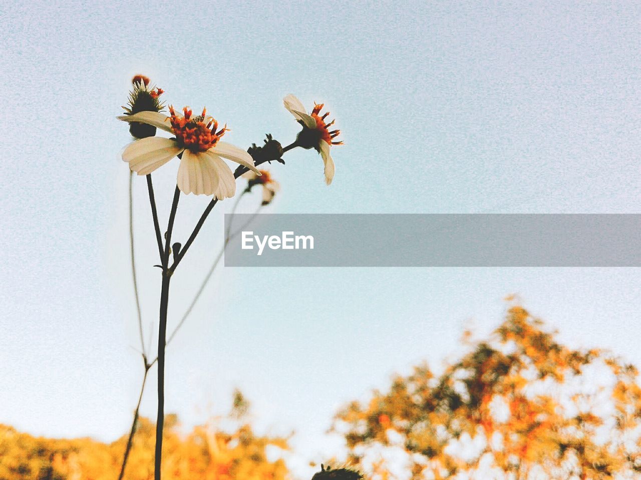 Low angle view of flowers blooming against clear sky