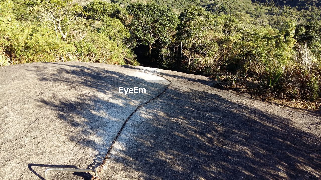 ROAD PASSING THROUGH TREES