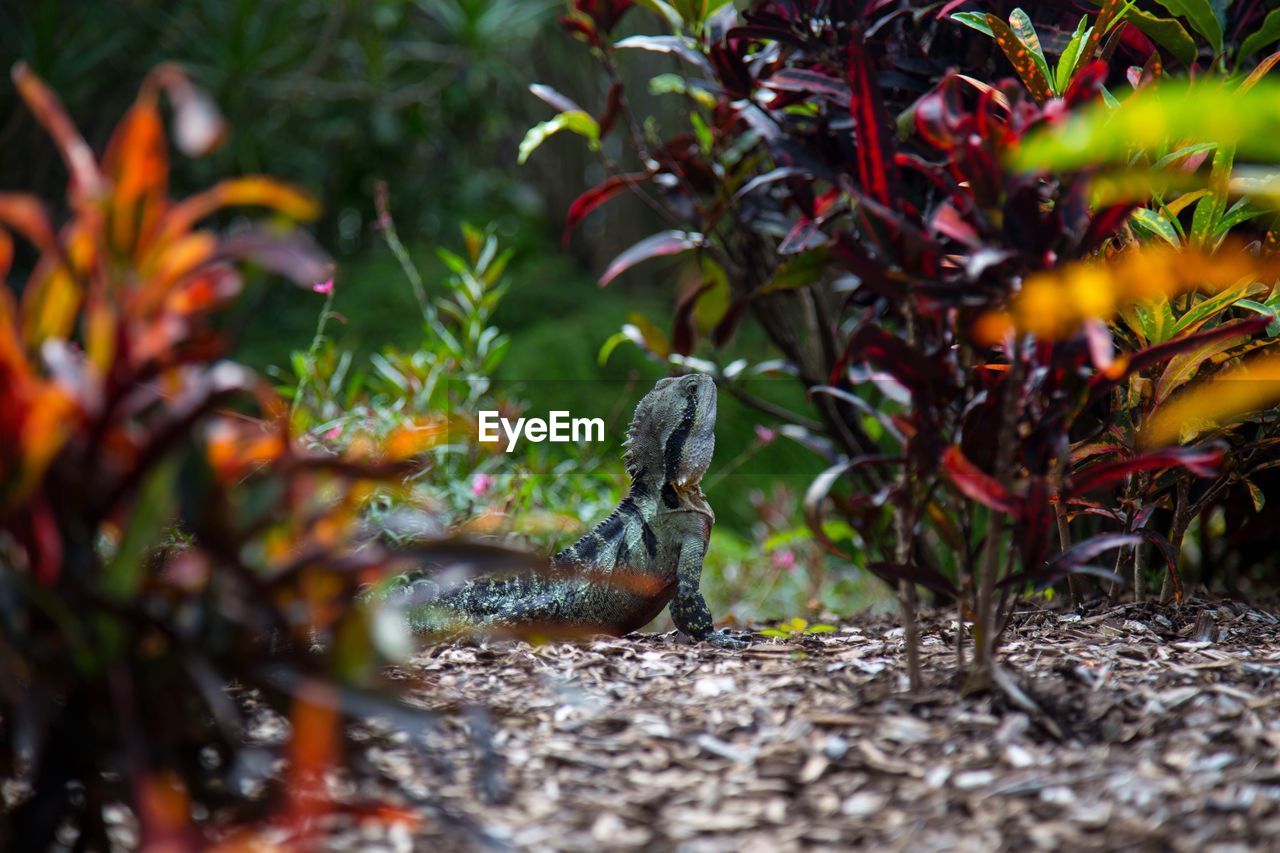 Close-up of lizard on ground in garden
