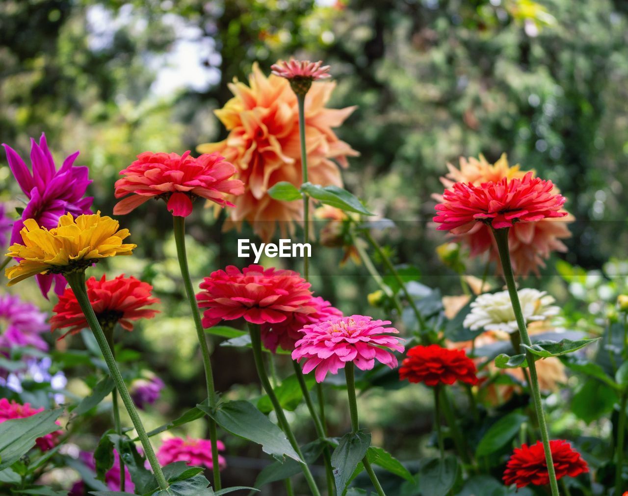 CLOSE-UP OF RED FLOWERING PLANTS