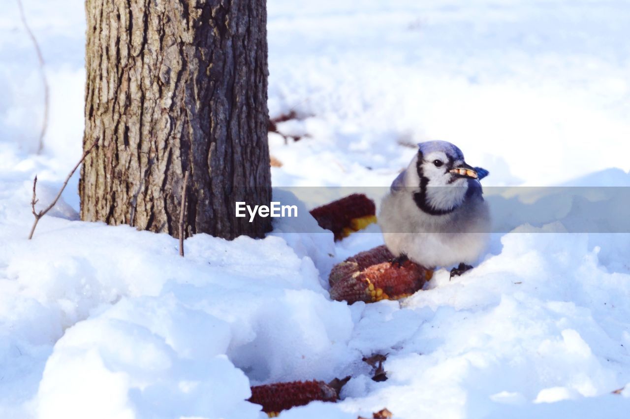 VIEW OF AN ANIMAL ON SNOW
