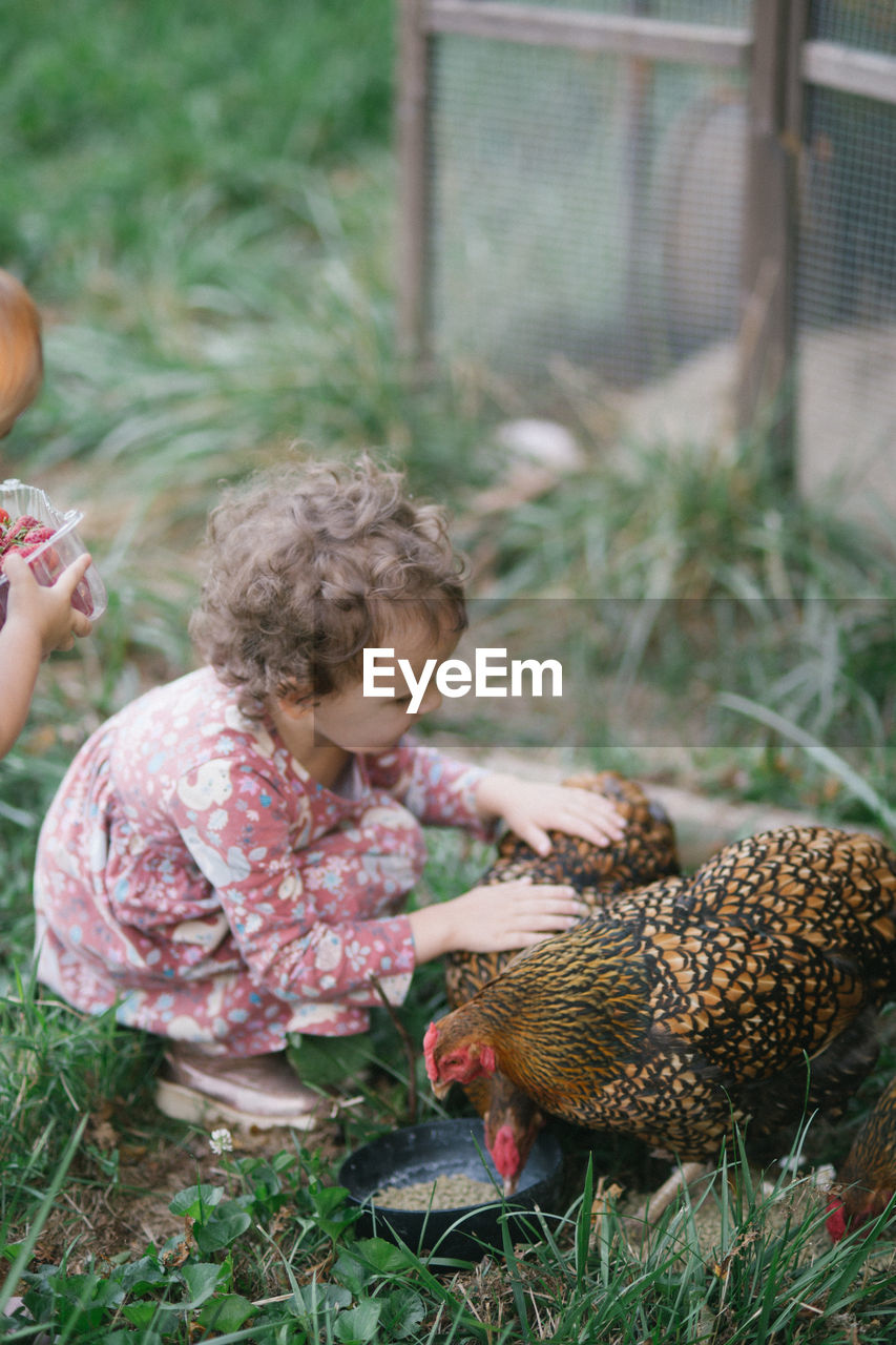 High angle view of girl feeding chicken