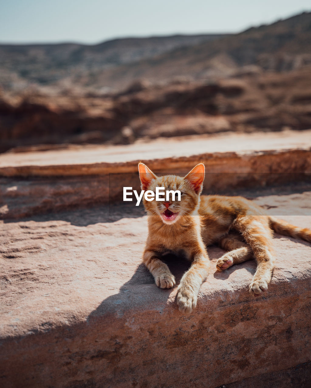 PORTRAIT OF A CAT SITTING ON THE BEACH