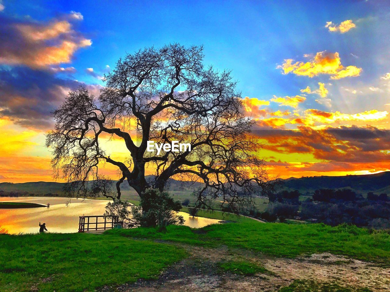 TREE ON LANDSCAPE AGAINST SKY