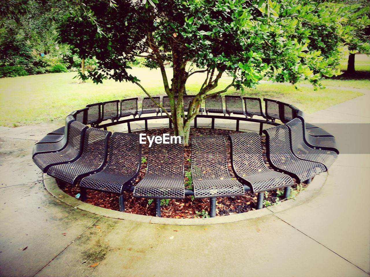 Metal seats around single tree in park