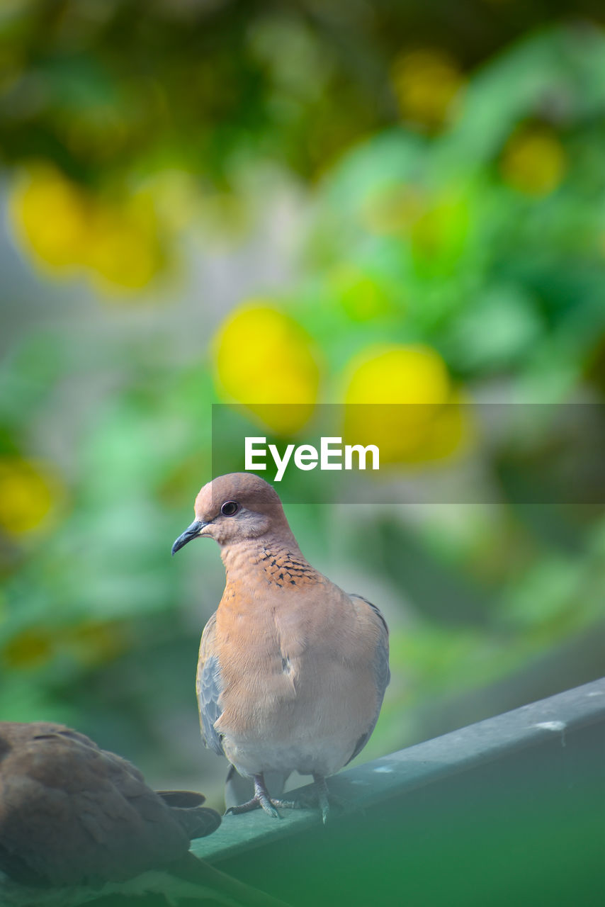 animal themes, animal, bird, animal wildlife, wildlife, beak, nature, yellow, one animal, close-up, green, focus on foreground, perching, no people, outdoors, selective focus, full length, day, dove - bird, plant, beauty in nature, branch, tree, environment