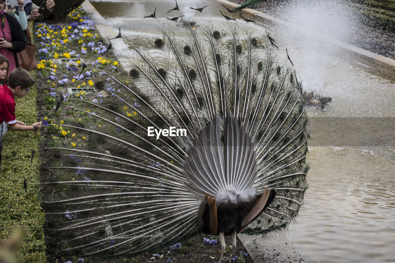 CLOSE-UP OF A PEACOCK